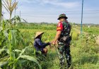 Dansatgas TMMD Diskusi dengan Petani di Tengah Ladang Jagung