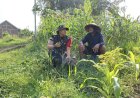 Dansatgas TMMD Tinjau Aktivitas Pertanian Warga Secara Langsung